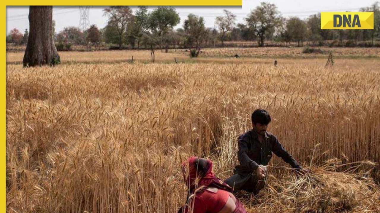 Higher day temperature may impact crops in Punjab, Haryana, Rajasthan, cautions IMD