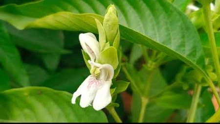 अडूसा - वासाका (Malabar Nut)