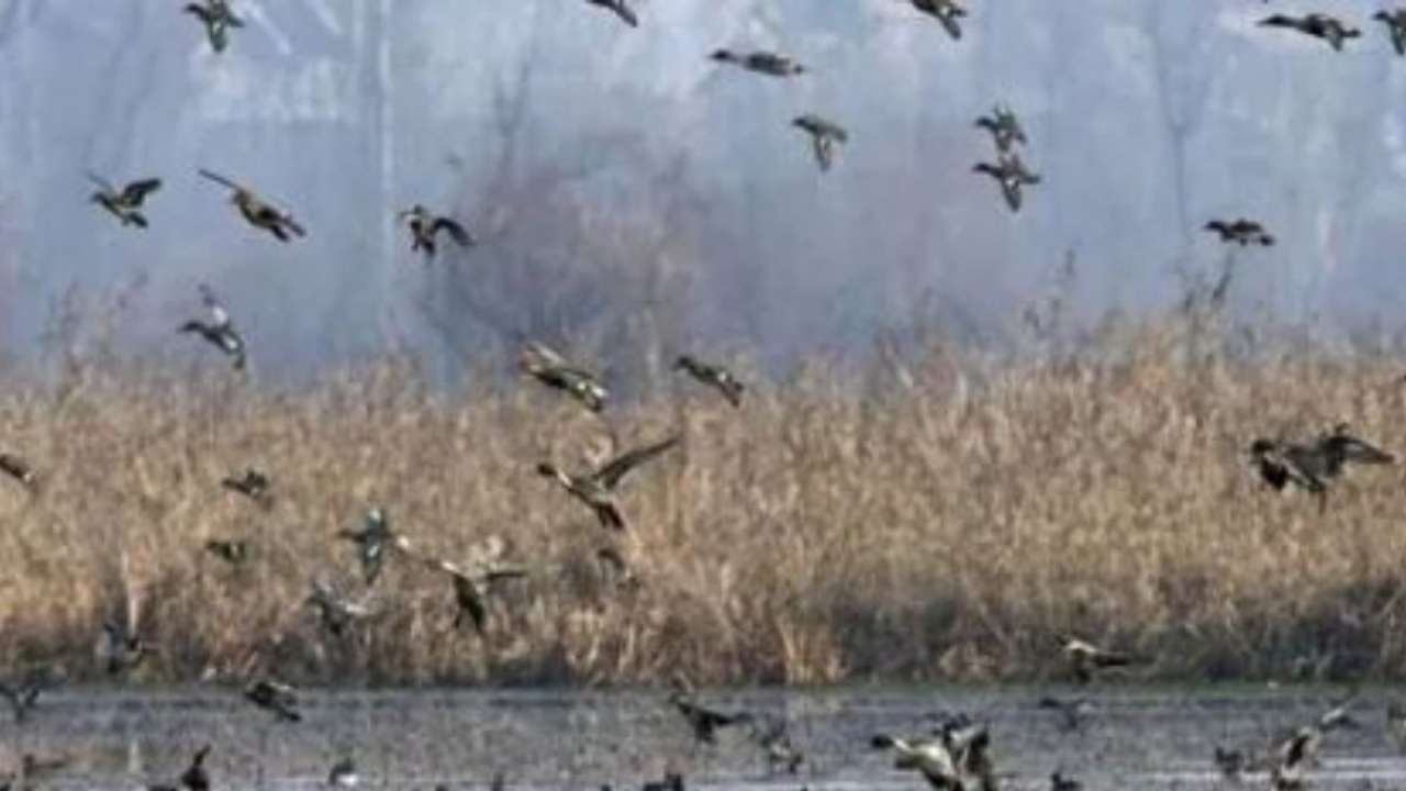 Mass birds suicide, Assam