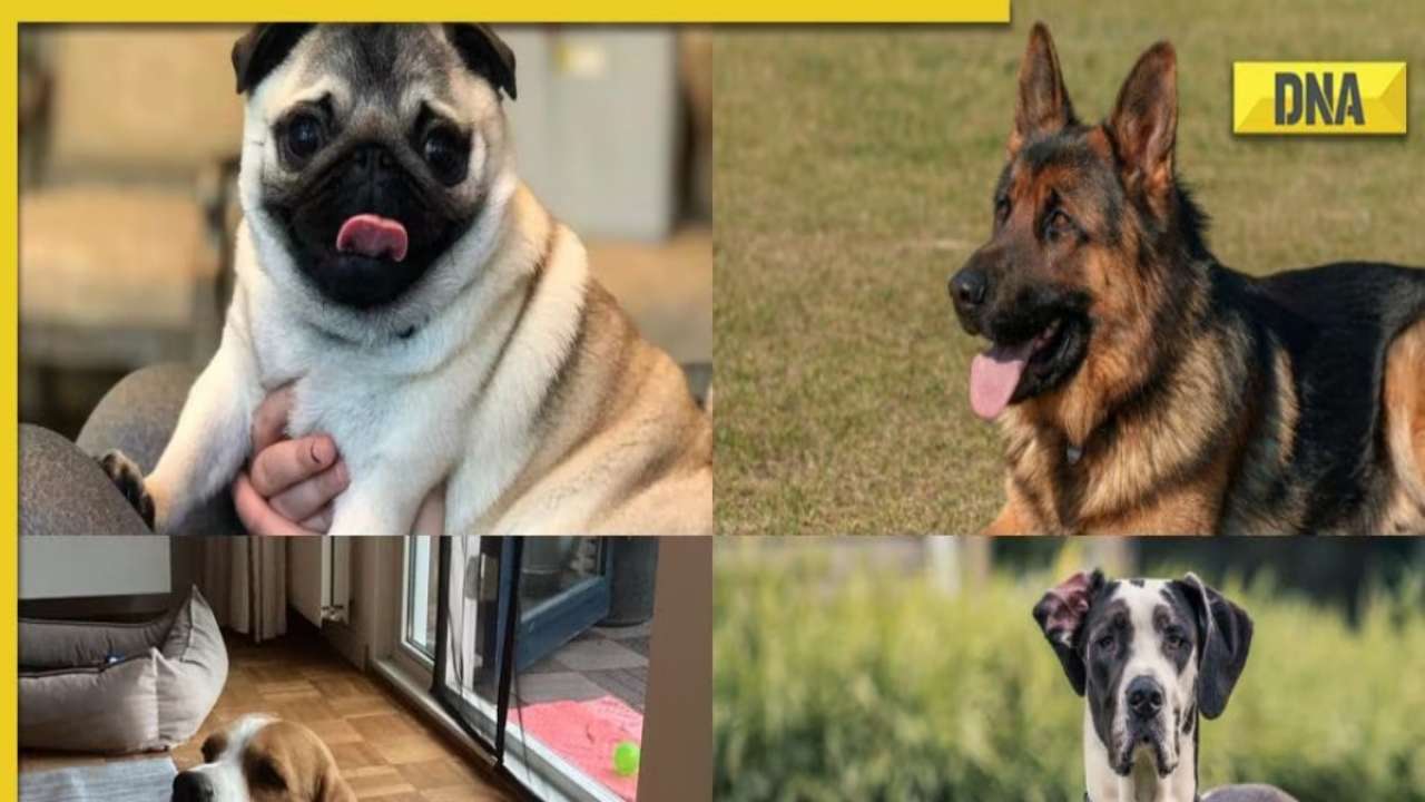 Labrador, Dalmatian, golden Retriever and more List of most popular