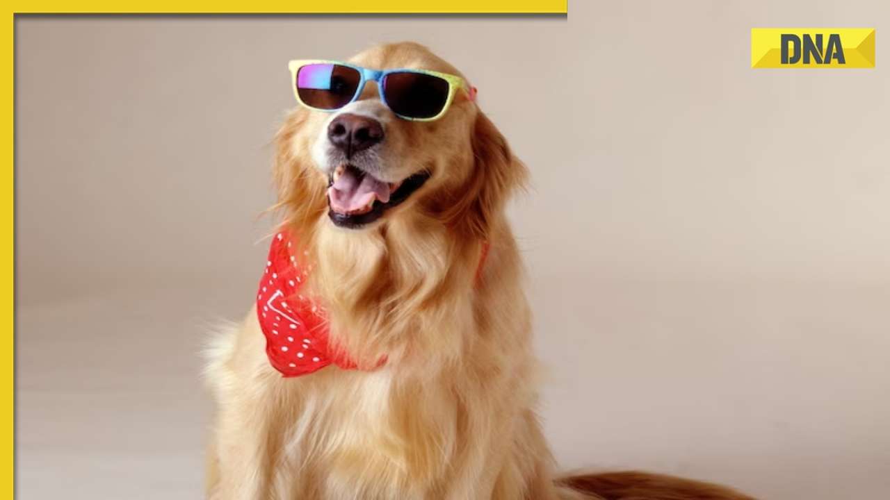 Labrador, Dalmatian, golden Retriever and more List of most popular