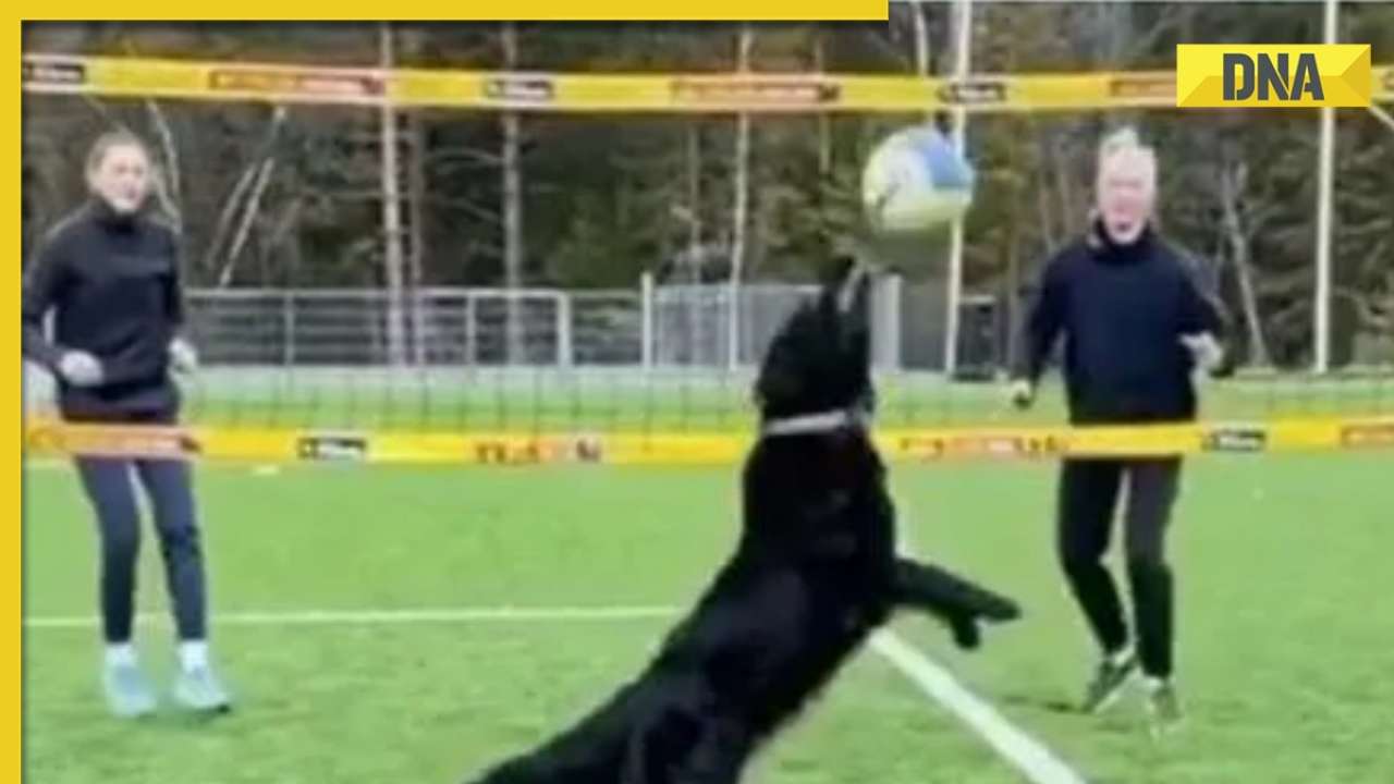 Viral video: Dog plays volleyball with humans like pro, viral video