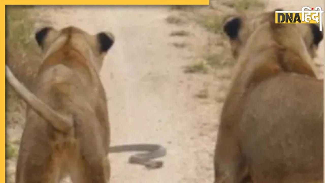 शेरों के सामने अचानक आ गया किंग कोबरा, निकल गई हेकड़ी, दुम दमाकर भागे 'वनराज'