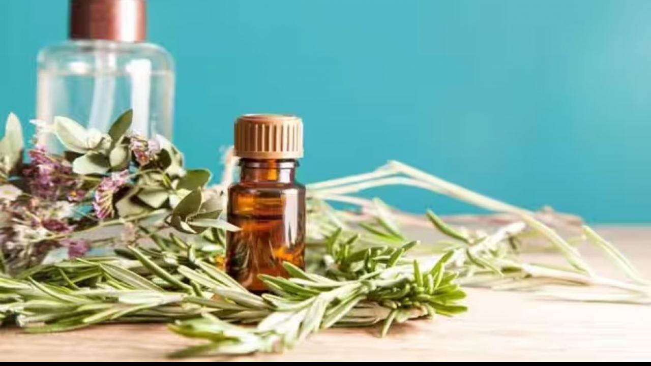 रोजमेरी ऑयल (Rosemary oil)