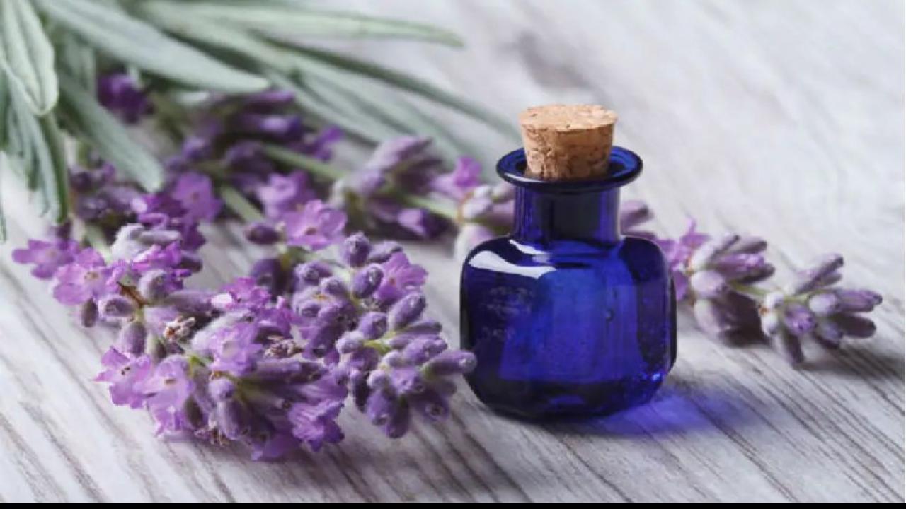 लैवेंडर ऑयल (Lavender oil)