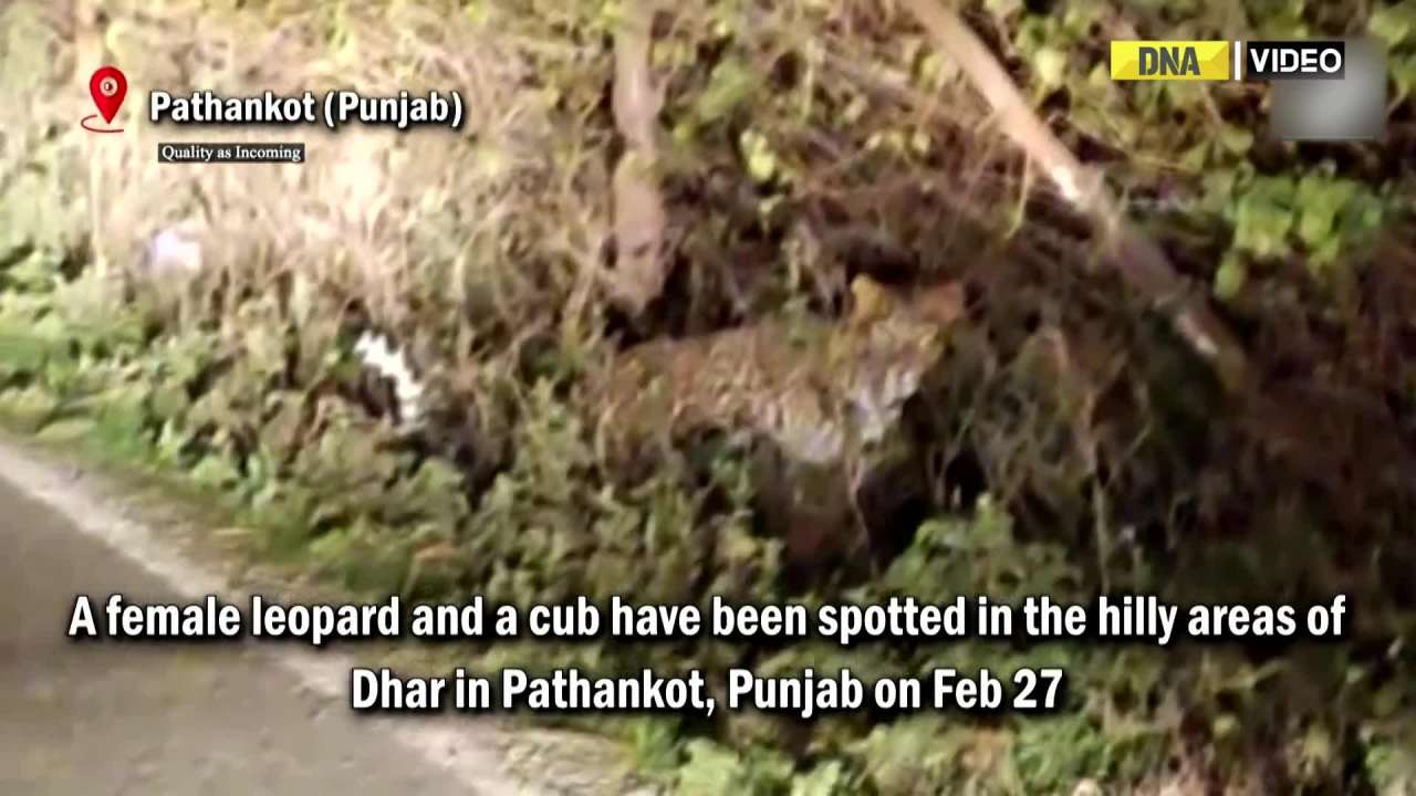 Punjab: Leopard spotted in hilly areas of Pathankot