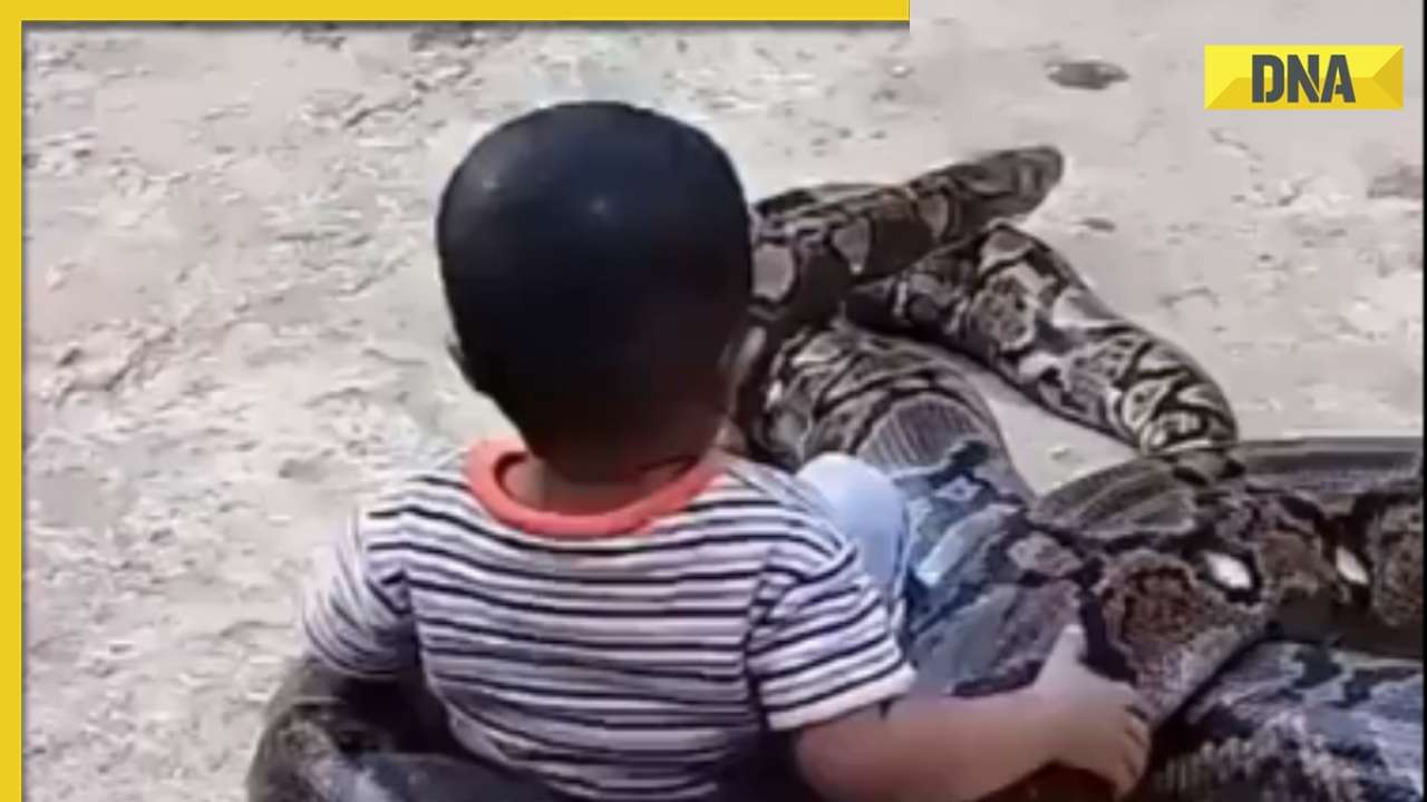 Toddler fearlessly plays with massive python, viral video terrifies ...