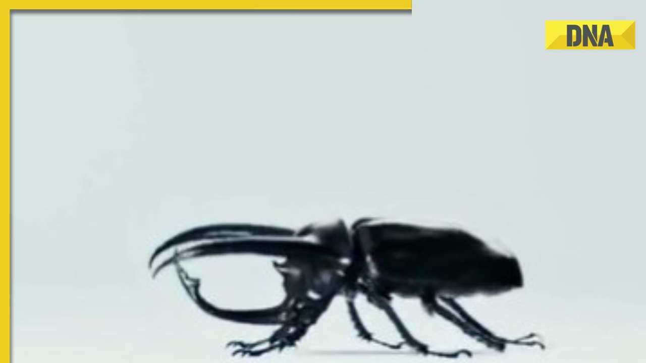Nothing Phone Insect 'Product with lot of bugs?': Nothing hilariously trolled after ...