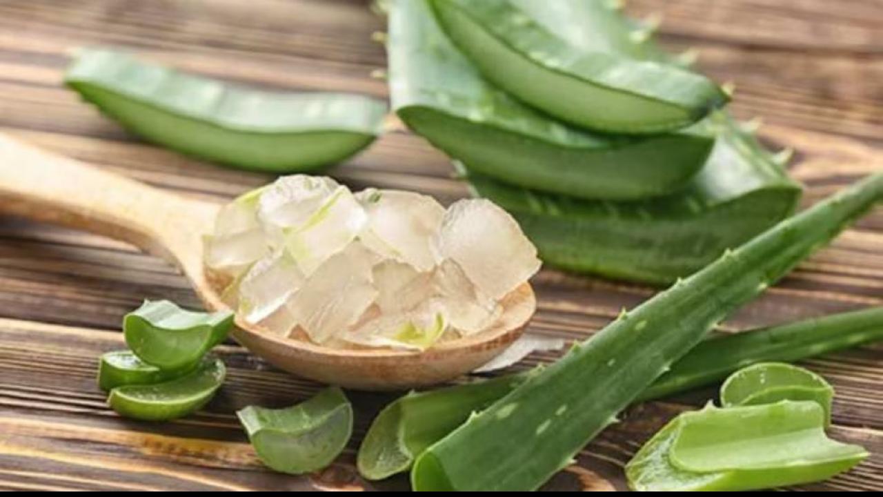 एलोवेरा (Aloe Vera)