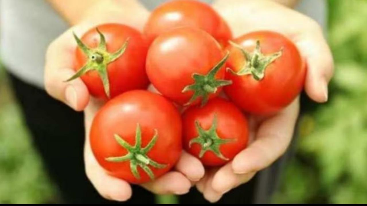 टमाटर (Tomato)