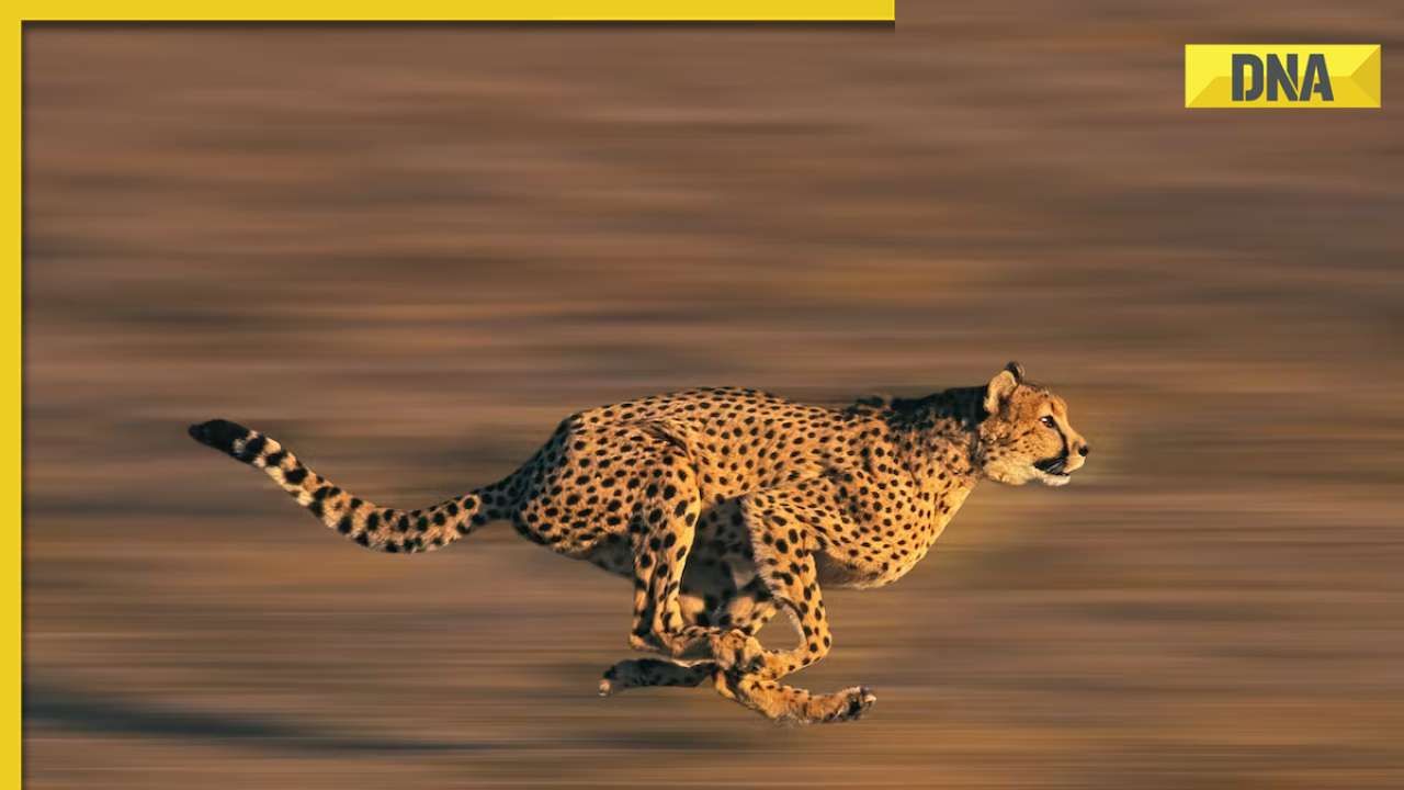 Fast as bullet': Video of Cheetah catching its prey at lightning speed goes  viral