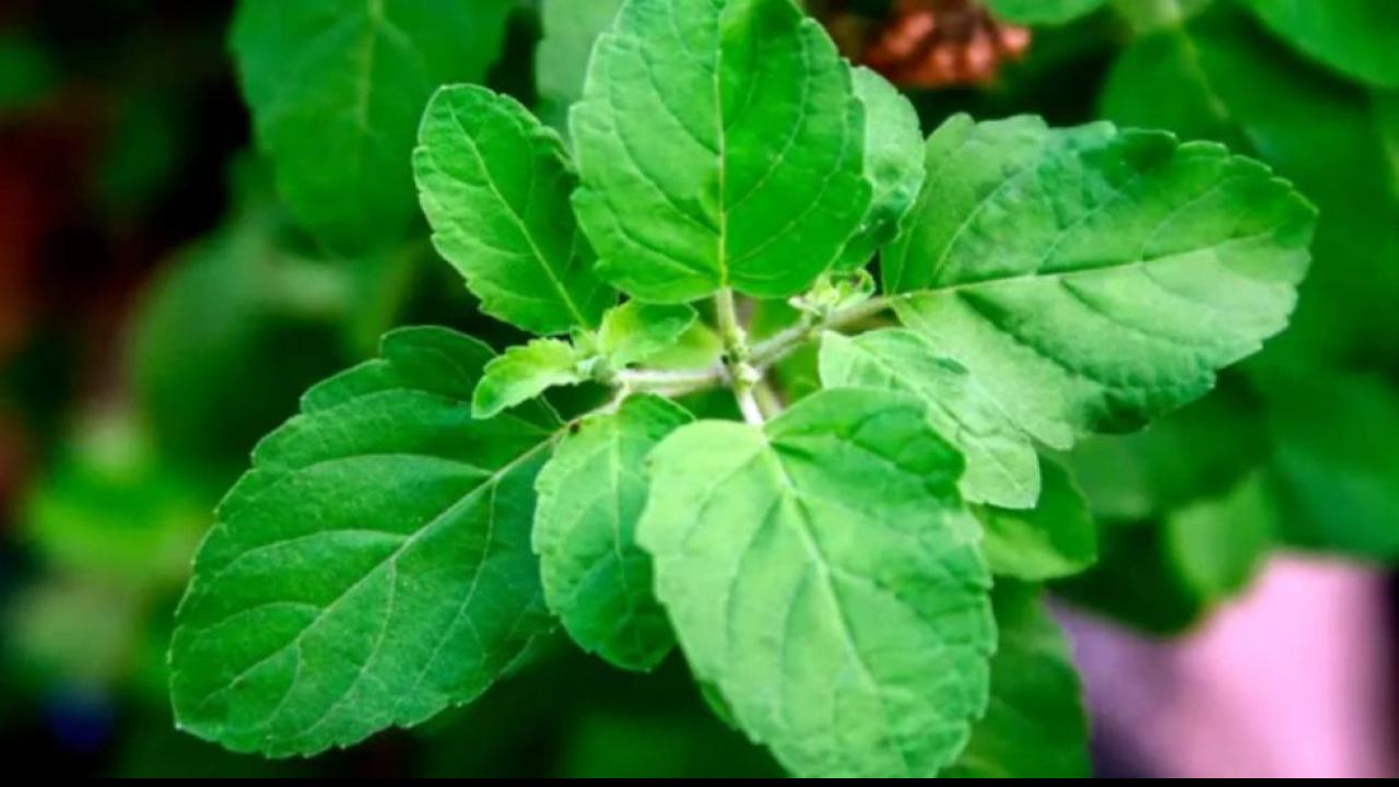 तुलसी (Tulsi)