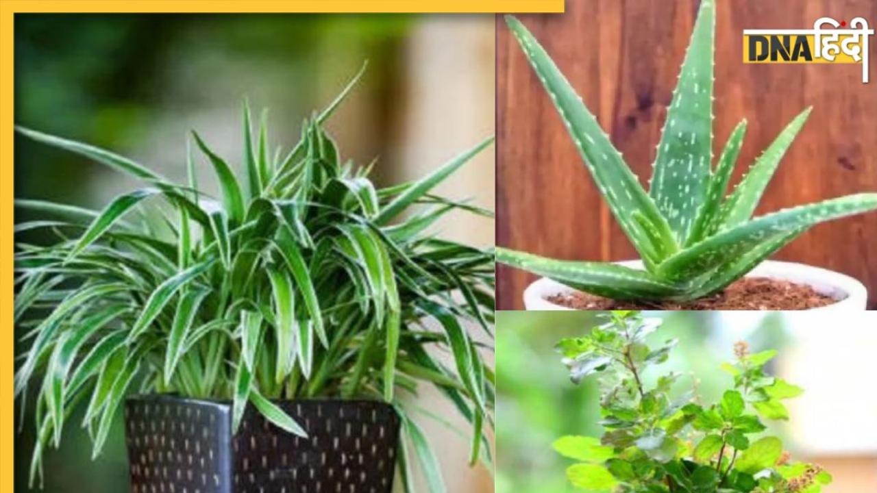 Air Purifying Plants: ये 5 पौधे घर की हवा को करते हैं प्यूरिफाई, इन गंभीर बीमारियों से मिलता है छुटकारा 