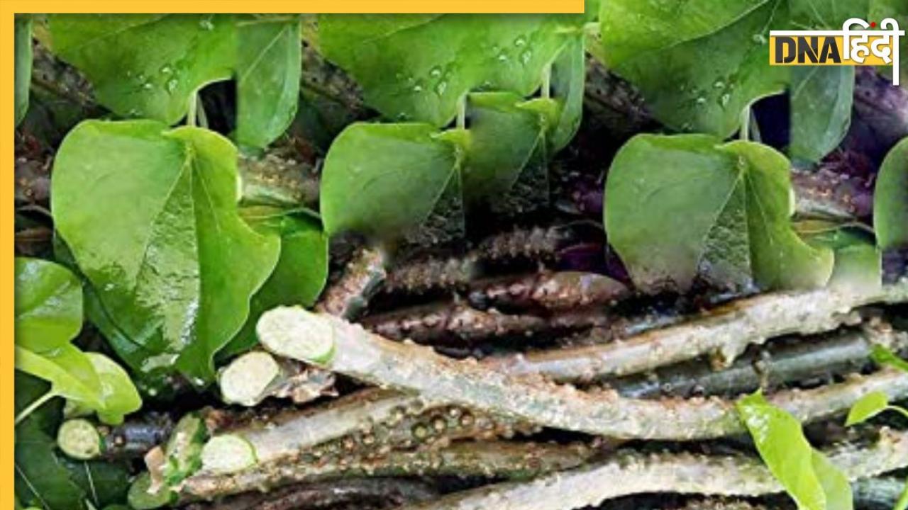 Uric Acid Ayurvedic Treatment: खून में जमी गंदगी को बाहर कर देंगी ये आयुर्वेदिक जड़ी-बूटियां, कंट्रोल हो जाएगा यूरिक एसिड
