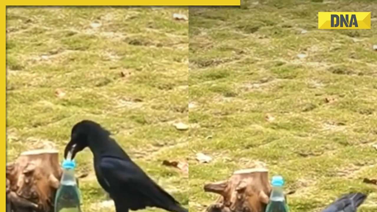 Viral video: Remember 'The Thirsty Crow' story? Take a real life ...