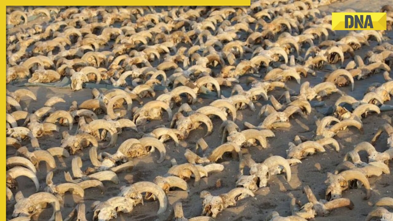 Real-life horror scene: 2000 mummified heads of sheep, dogs, goats uncovered in Egypt
