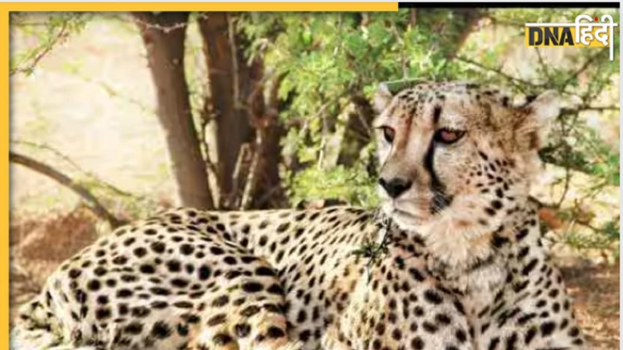 Cheetah death news: कूनो नेशनल पार्क में एक और चीते की हुई मौत, उदय ने तोड़ा दम, जानिए कैसे गई जान