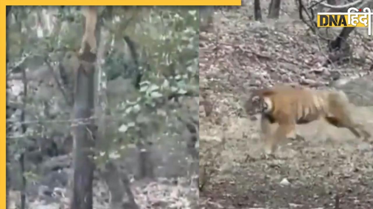 Tiger vs Leopard Fight: तेंदुए पर हमले के लिए अचानक टूट पड़ा टाइगर, देखिए इस दिलचस्प लड़ाई में किसकी हुई जीत