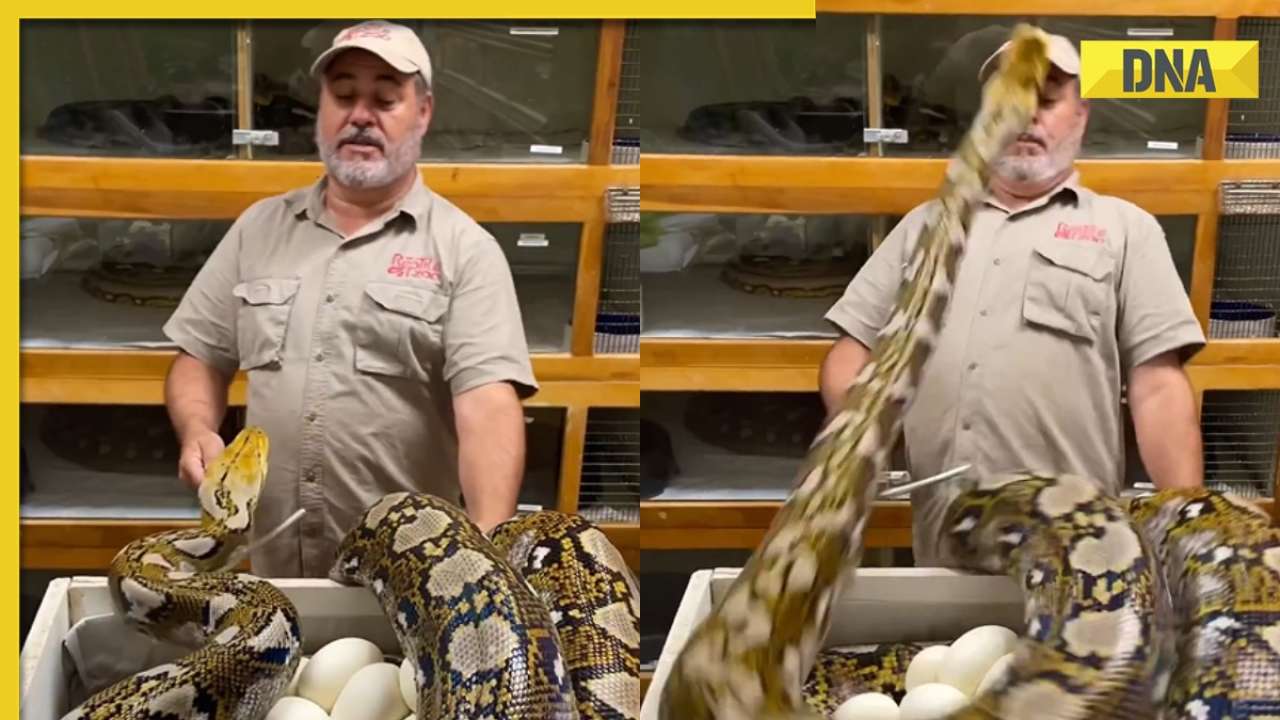 Massive python almost attacks zookeeper on the face, spine-chilling ...