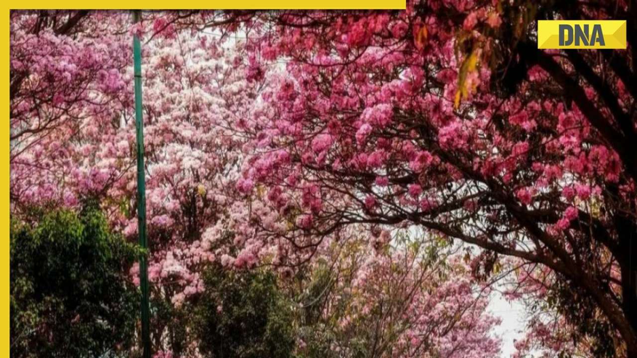 Cherry blossom 2023 Visit 'Sakura' in full bloom at these places in India