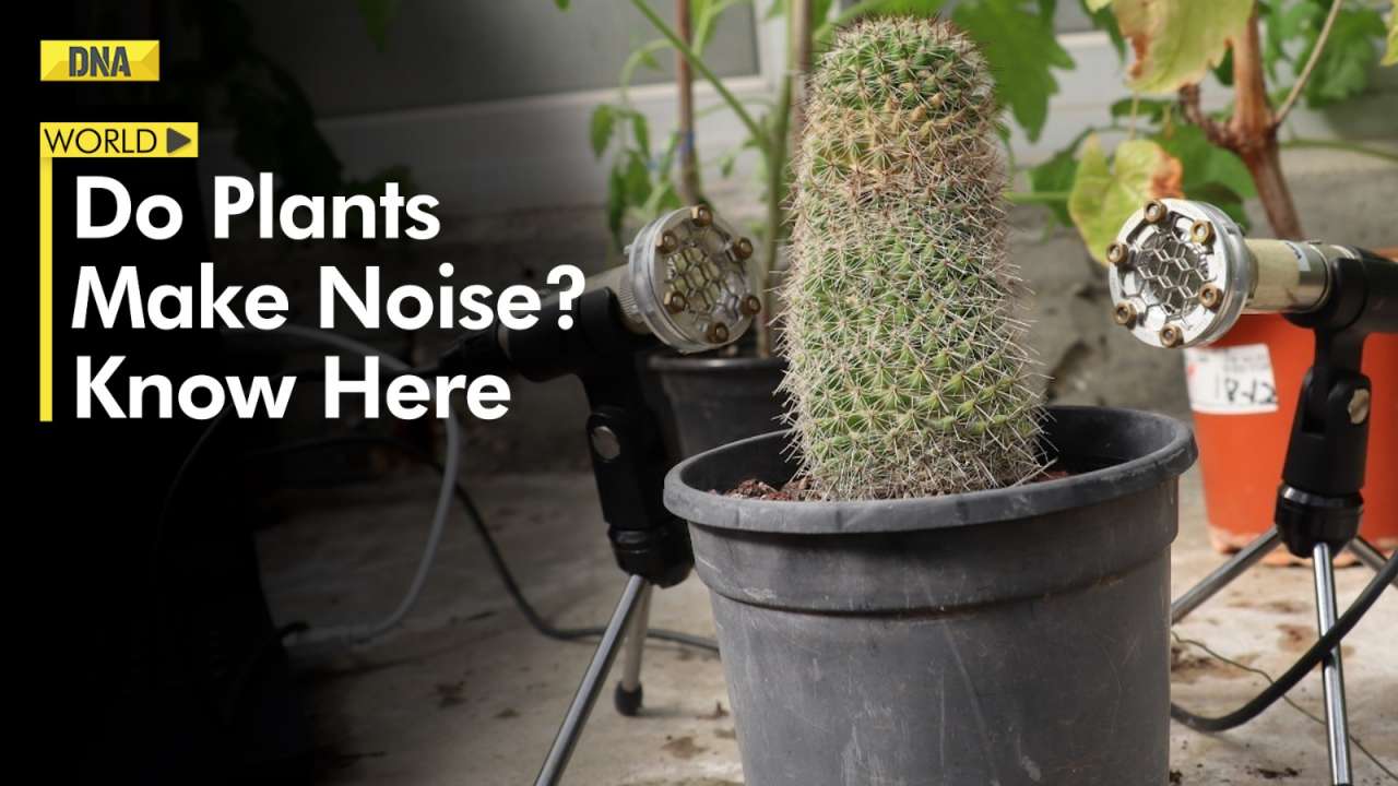 New case study Plants make noises when they are under stress, such as