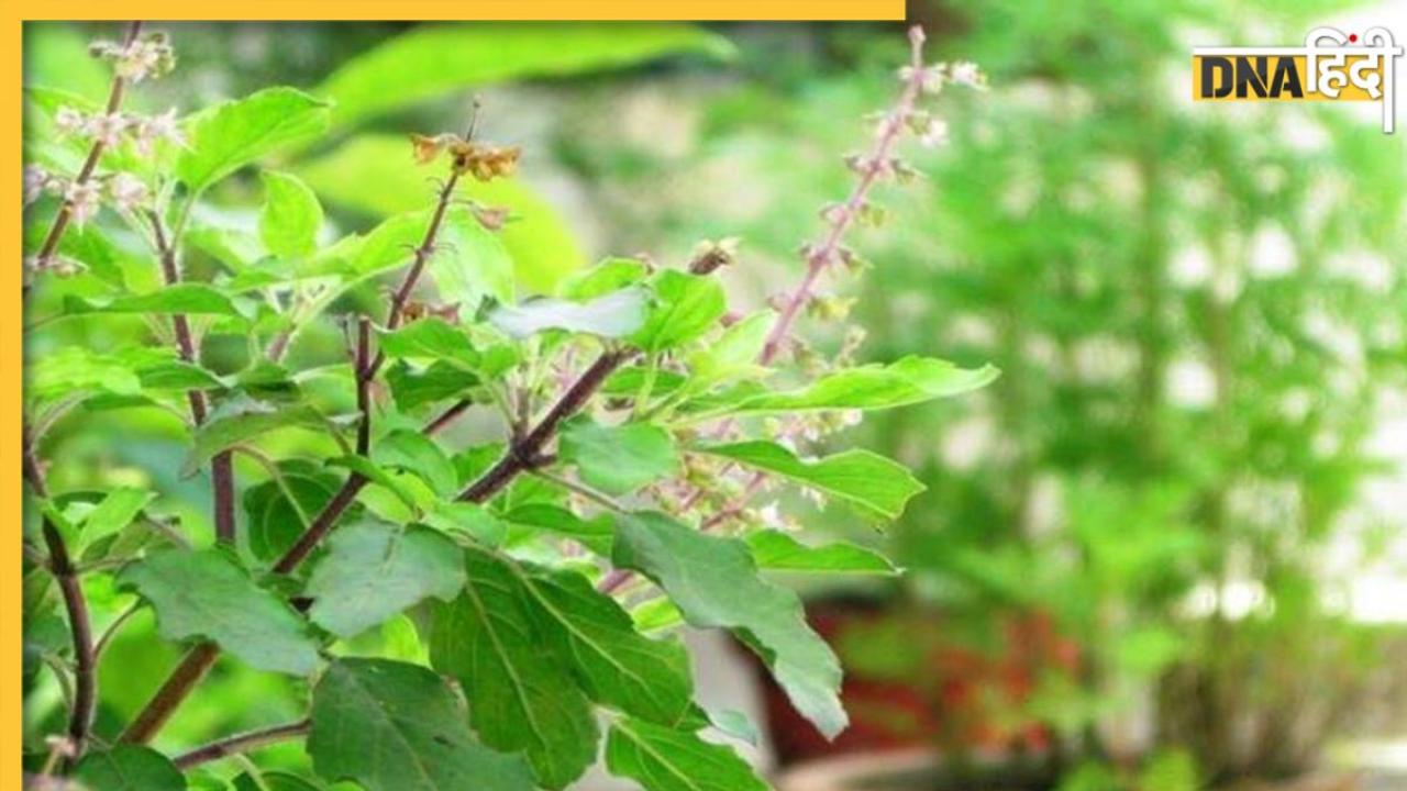 Vaishakh Tulsi Remedies: वैशाख में पुरुष कर लें तुलसी के ये 5 टोटके, खुल जाएगी बंद किस्मत