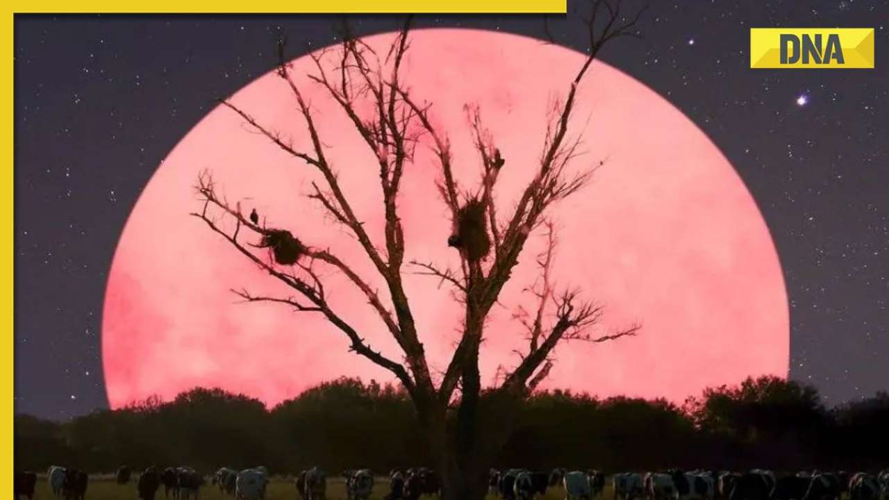 What is 'Pink Moon'? Know interesting facts about April's spring moon ...