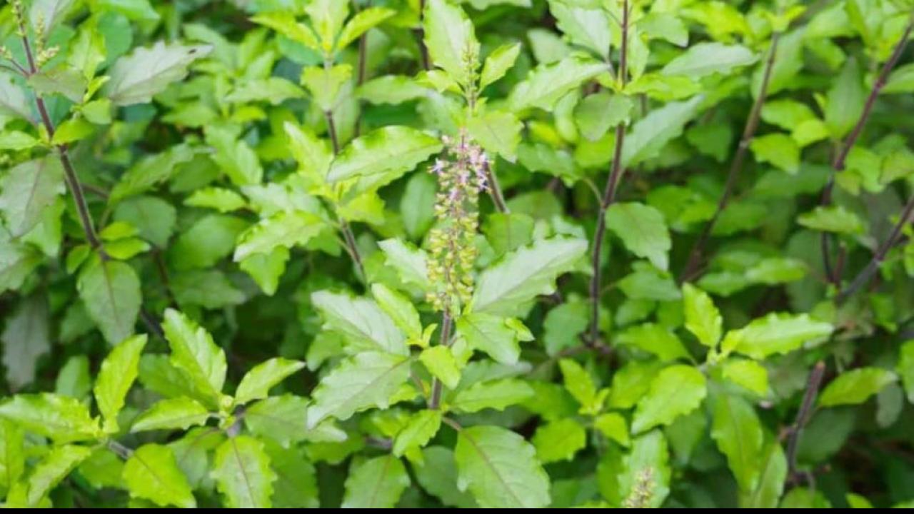 तुलसी-(Tulsi For Joint Pain)