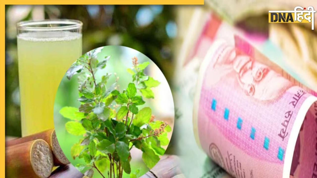 Tulsi Ke Upay: तुलसी के पौधे में गन्ने के जूस का ये टोटका खोल देगा बंद किस्मत, बढ़ जाएगी आपकी इनकम 