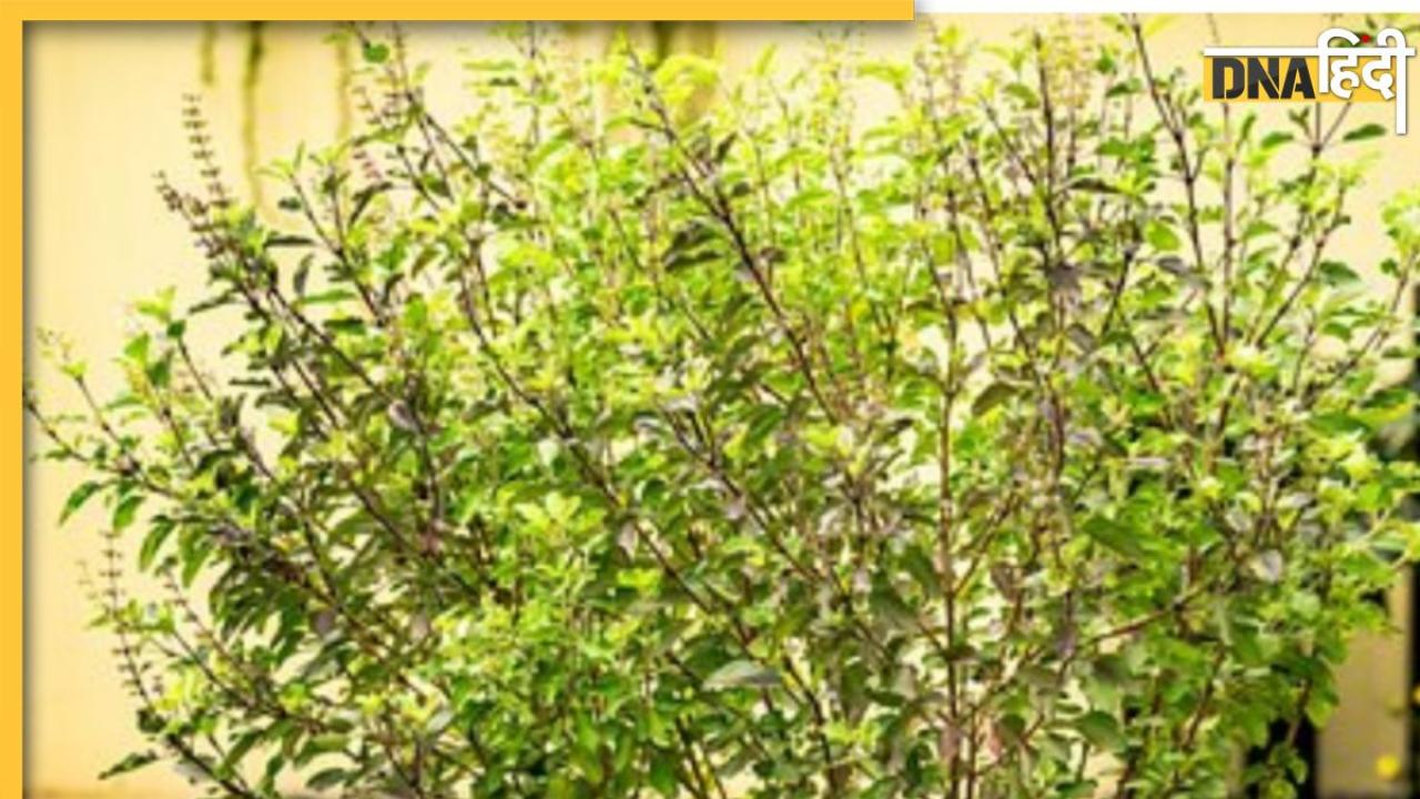 Vastu Tips: तुलसी के पौधे के पास भूलकर भी न रखें ये 5 चीजें,  नाराज हो जाती हैं मां लक्ष्मी