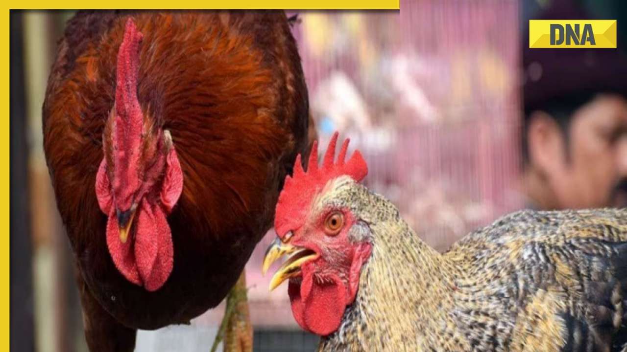 H3N8 Bird Flu: WHO Reports First Death From Avian Influenza Virus ...