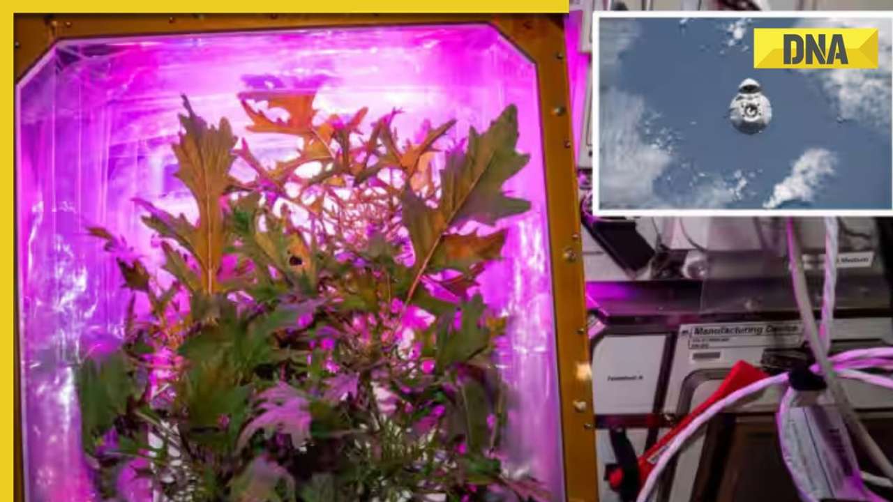 Tomatoes grown in space to arrive back on Earth on SpaceX spacecraft today, watch LIVE here