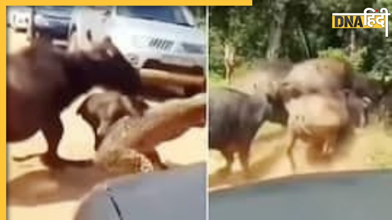 Leopard vs Buffalo: भैंसों के झुंड से शिकार को खींच लाया तेंदुआ, वायरल वीडियो में बिग कैट ने दिखाई ताकत