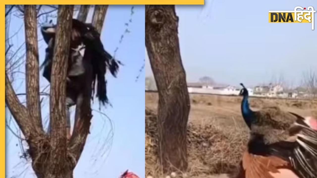 Viral Video: 'पेड़ पर चढ़कर लड़की चुरी रही थीं अंडे, मोर ने सिखा दिया सबक, देखें वीडियो