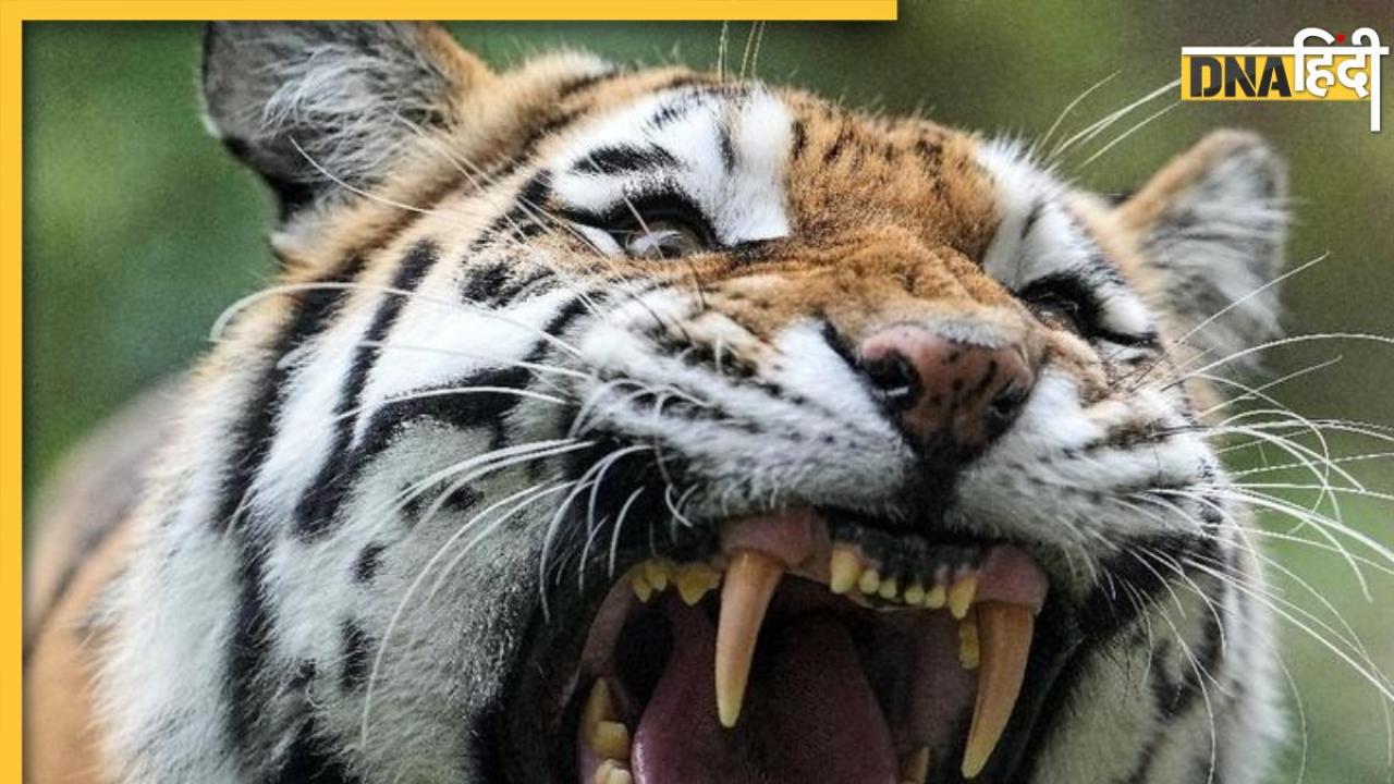 Tiger Attack: गर्मी से बचने के लिए खुले में सोई थी महिला, जिंदा चबा गया टाइगर