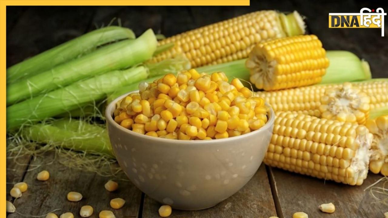 Sweet Corn Diabetes: डायबिटीज मरीजों को नहीं खानी चाहिए स्वीट कॉर्न, ब्लड शुगर बढ़ने से लेकर सेहत को होते हैं ये 6 नुकसान 