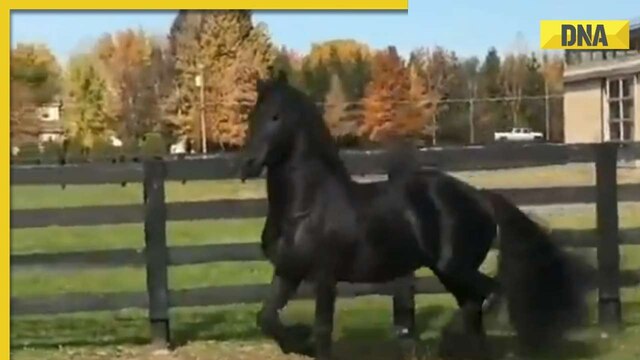 Majestic Beauty - Stunning Black Horse