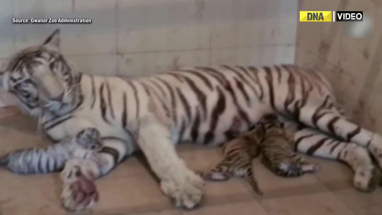 MP: Tigress in Gwalior Zoological Park gives birth to three cubs