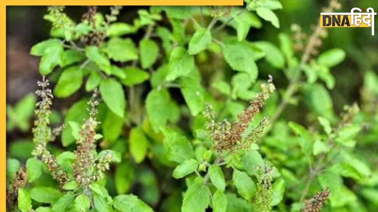 Tulsi Vastu: तुलसी के पास गलती से भी न लगाएं ये पौधे, हो सकता है बड़ा नुकसान