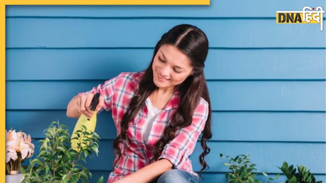 Gardening Tips: गर्मी की मार से मुरझा रहे हैं Plants? अपनाएं ये आसान टिप्स, फिर से लहलहा उठेंगे पौधे 