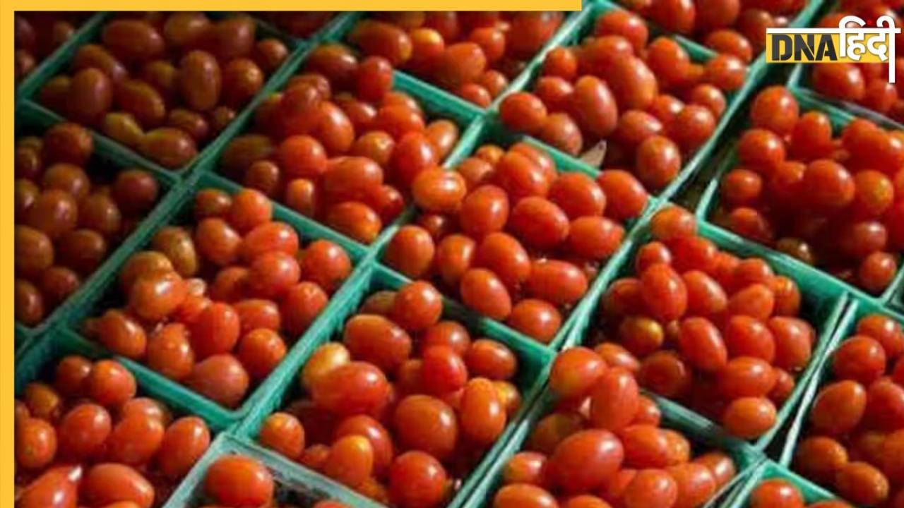 Tomato Price: दिल्ली-एनसीआर में सस्ते टमाटर चाहिए? नोट कीजिए दिन और जगह, ऐसे मिलेगा डिस्काउंट