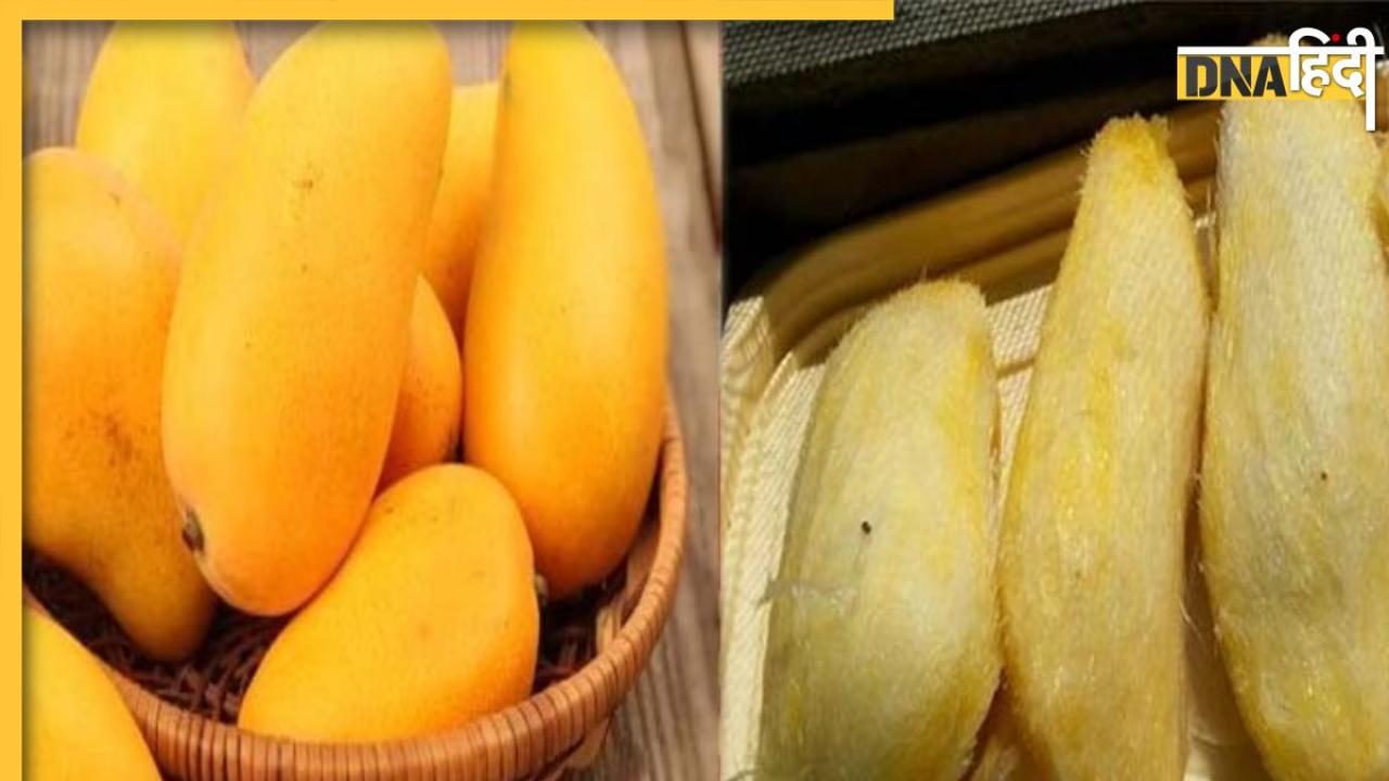 Mango Kernels Benefits: गर्मियों में आम ही नहीं इसकी गुठली खाने के भी हैं कई फायदे, कोलेस्ट्राॅल से लेकर दूर हो जाता है डायरिया