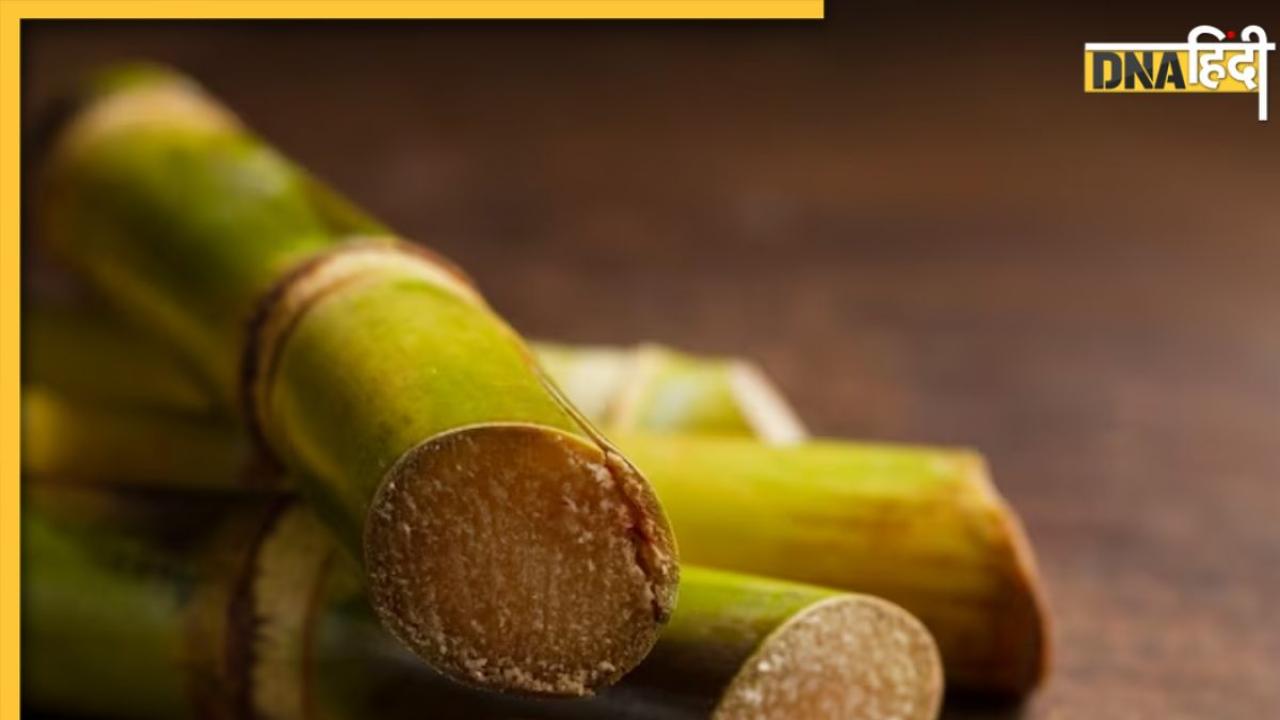 Sugarcane Vinegar For Weight Loss: शरीर में जमा चर्बी पिघला देगा गन्ने का सिरका, बर्न हो जाएगा एक्स्ट्रा फैट, जानिए सेवन का सही तरीका 