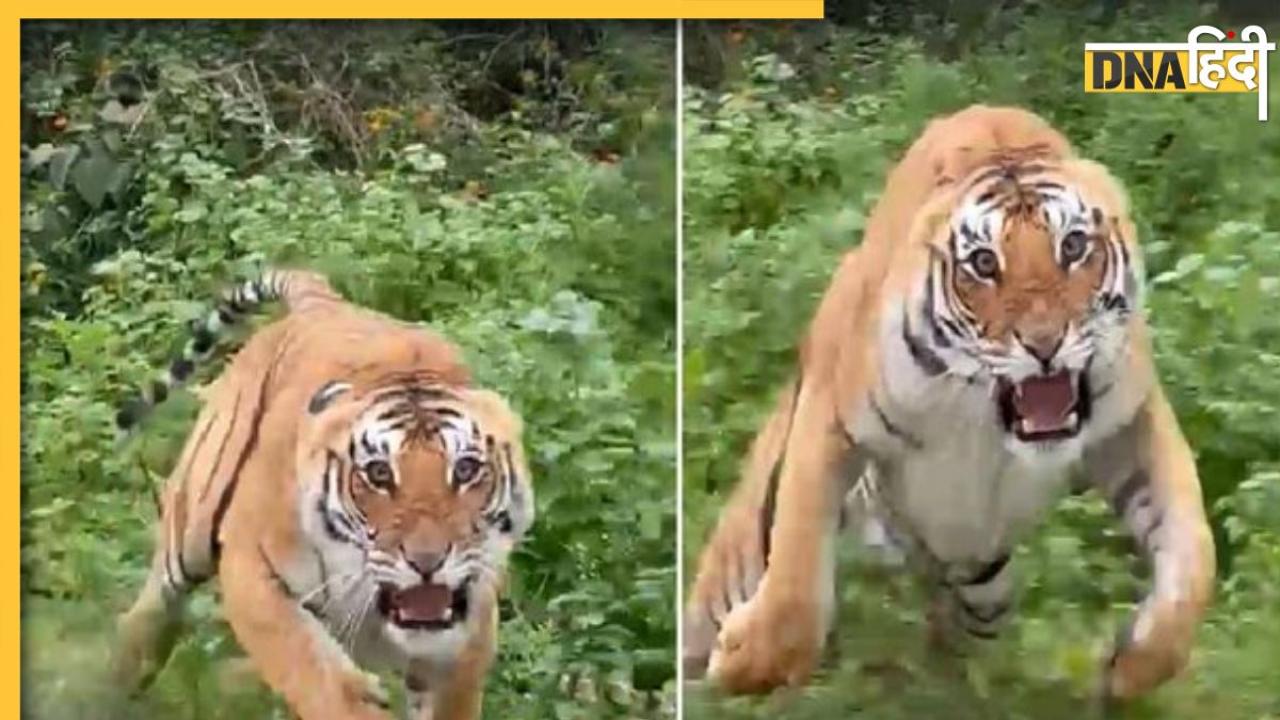 Tiger Attack Video: टूरिस्ट घूम रहे थे जंगल में, अचानक सामने आया बाघ, कर दिया अटैक