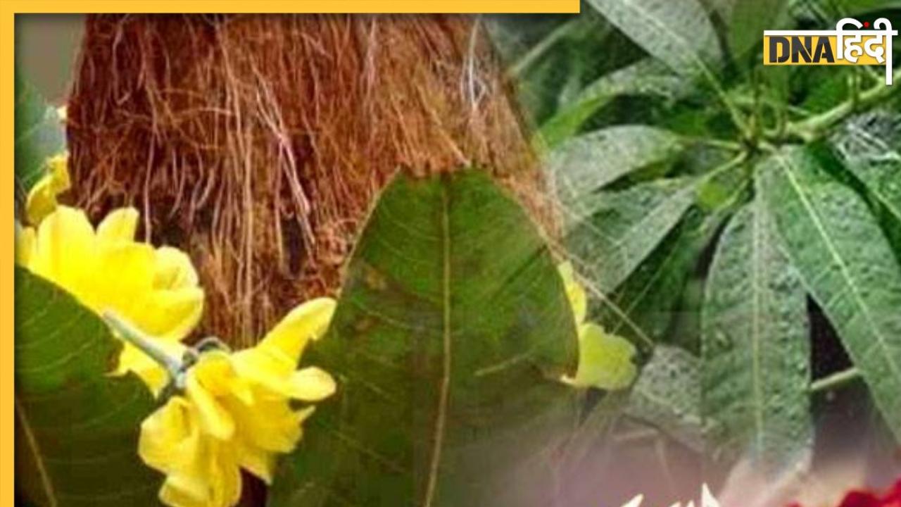 Mango Leaves Upay: आम के पत्ते के ये उपाय करते ही खत्म हो जाएगी धन की किल्लत, घर में आएगी सुख समृद्धि