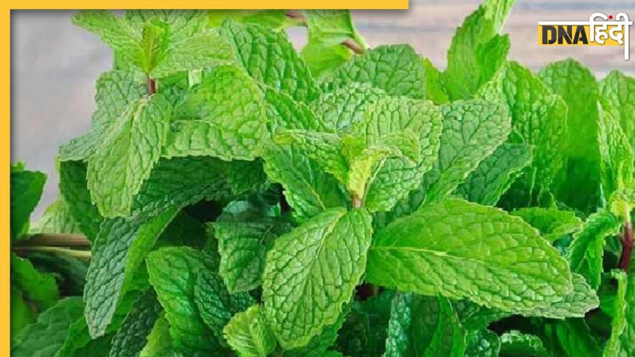 Peppermint Health Benefits: गर्मियों में स्किन और सेहत के लिए चमत्कारी हैं ये हरे पत्ते, बीपी कंट्रोल करने से लेकर मिलते हैं ये 5 फायदे 