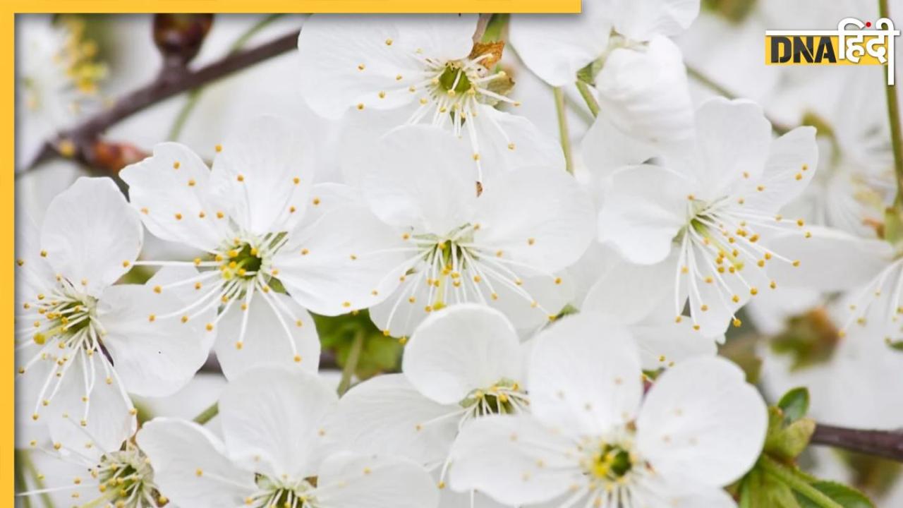 Astro Tips White Flowers: ये 5 तरह के सफेद फूल, खत्म कर देंगे पारिवारिक क्लेश से लेकर आर्थिक तंगी, खुल जाएंगे धन के रास्ते 