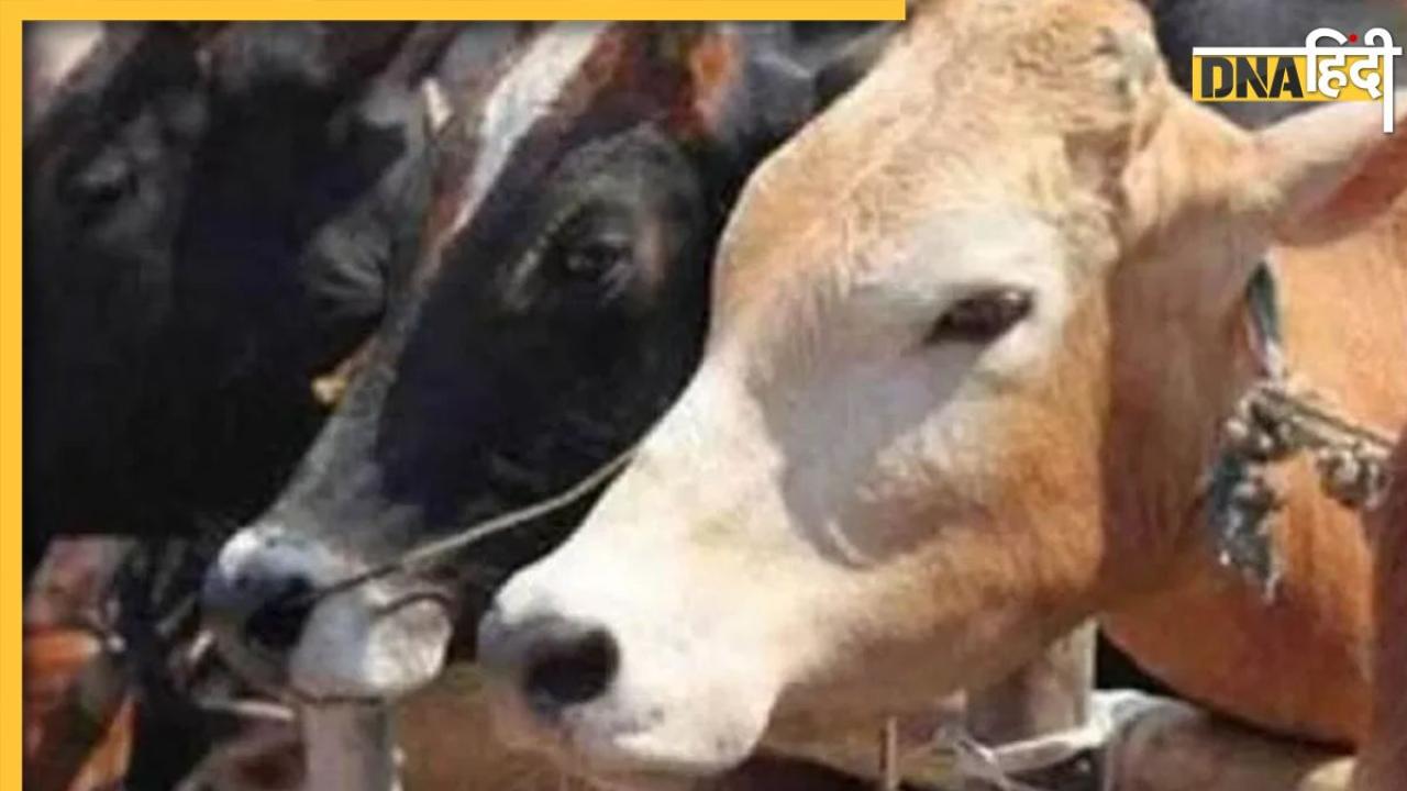 UP News: एटा में गौशाला पर हमला, बेरहमी से काटकर 32 गाय तालाब में फेंकी, गौ पालकों को भी पीटा