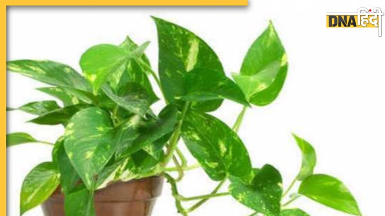 Money Plant Vastu: चोरी करके मनी प्लांट लगाना शुभ या अशुभ, जानें क्या हैं इसे लगाने से जुडे़ वास्तु नियम