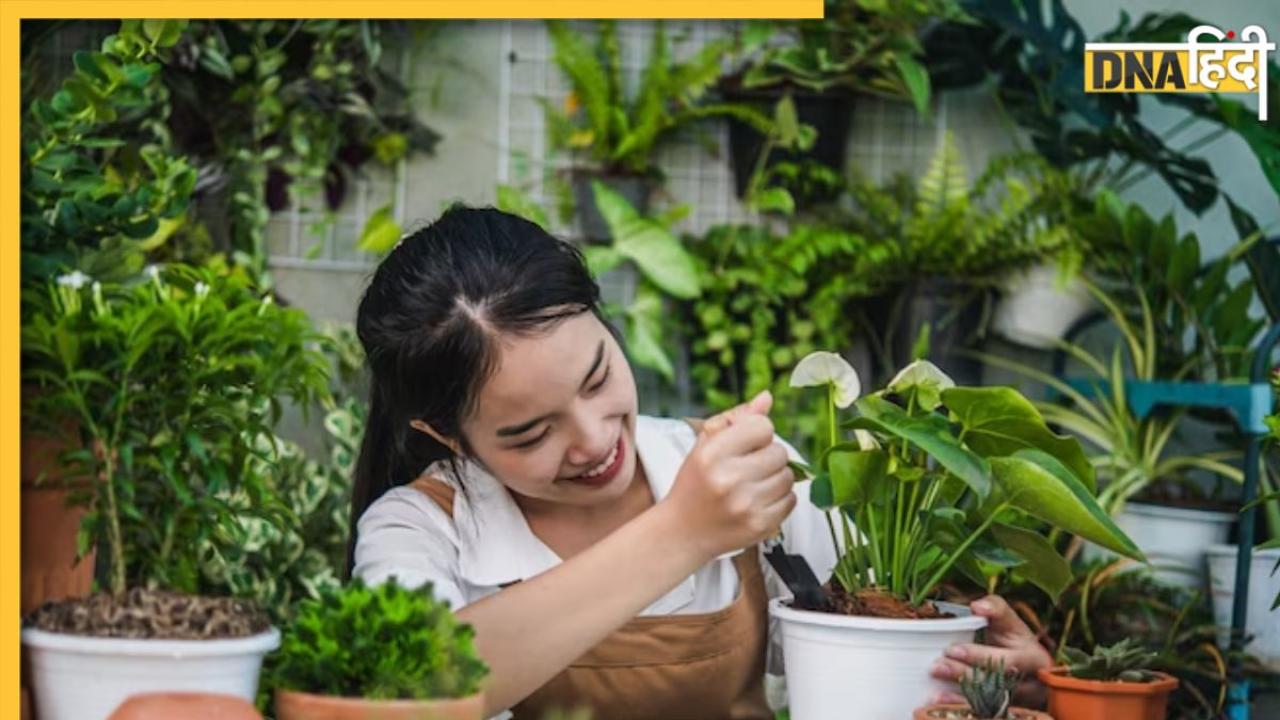 Gardening Tips: नए अपार्टमेंट या फ्लैट की बालकनी में शुरू करने जा रहे हैं गार्डनिंग? जरूर फॉलो करें ये टिप्स एंड ट्रिक्स